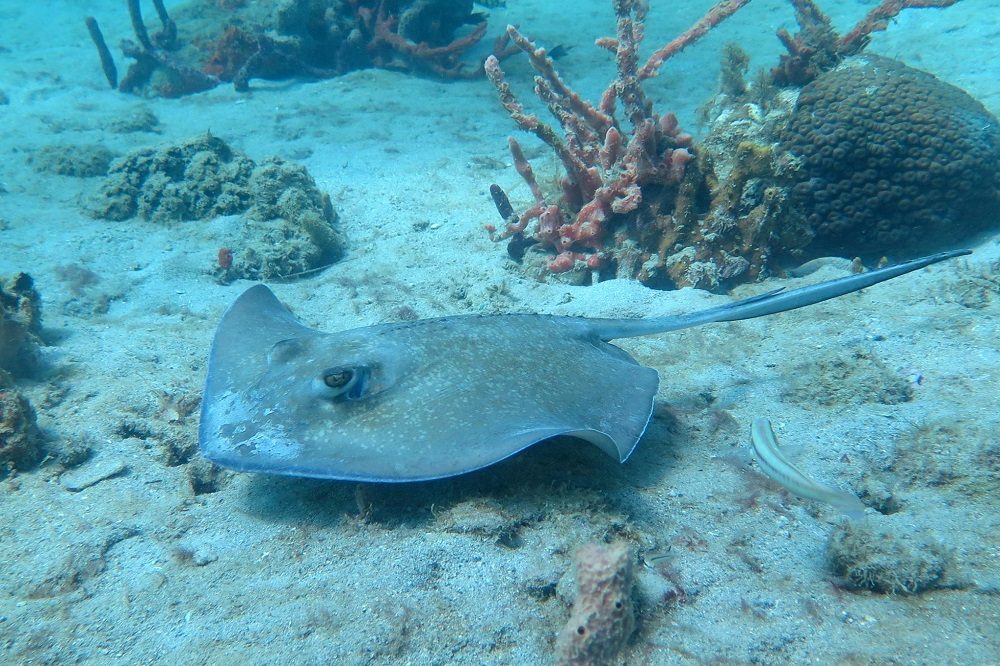 rog duikreis panama bocas del toro