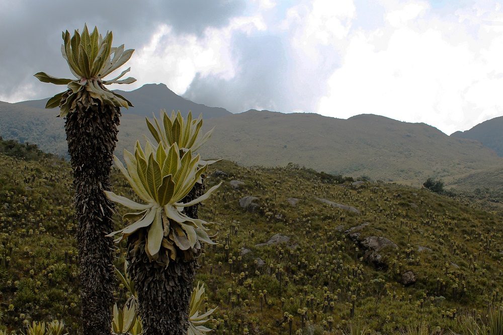 rondreis colombia los nevados paramo rondreis colombia los nevados paramo
