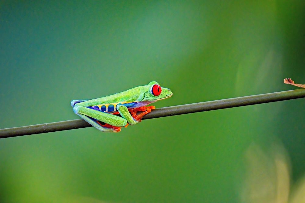 rondreis costa rica nicaragua kikker