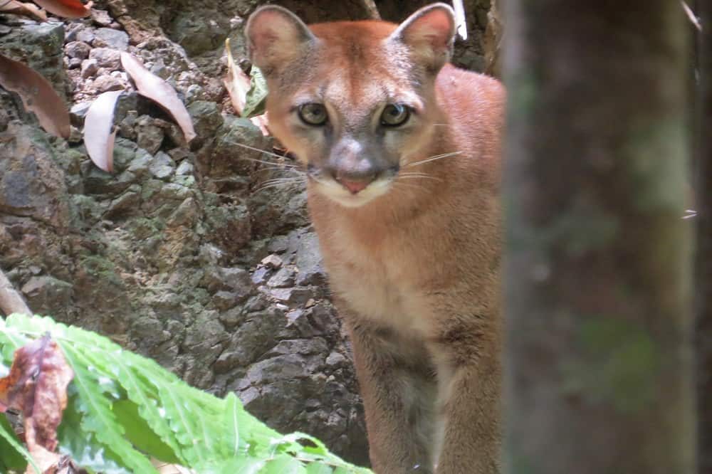 rondreis costa rica poema rondreis costa rica poema