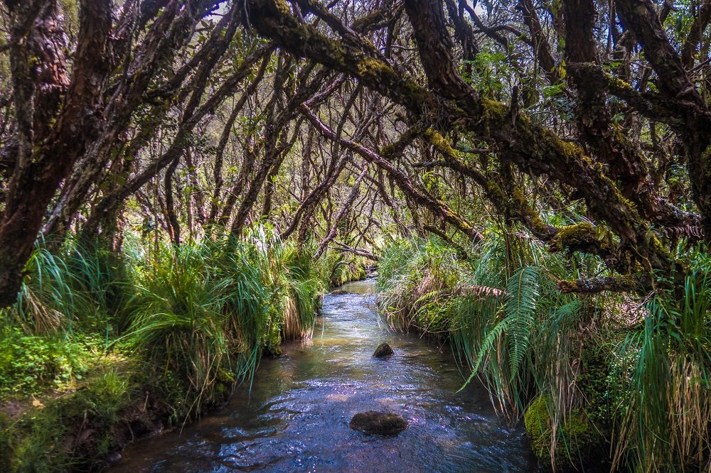 rondreis ecuador polypis rondreis ecuador polypis