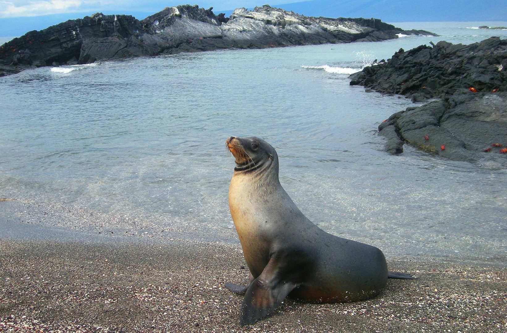 rondreis ecuador zeeleeuw rondreis ecuador zeeleeuw