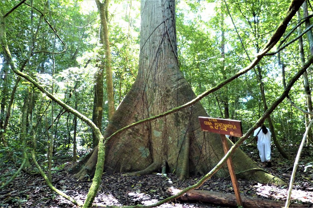 rondreis mexico guatemala belize lacanja regenwoud rondreis mexico guatemala belize lacanja regenwoud