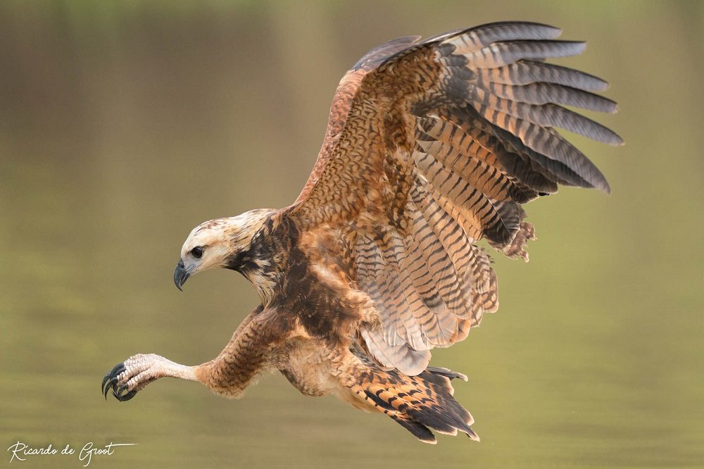 roofvogel pantanal