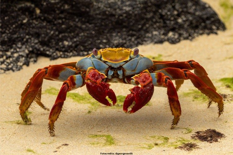 sally lightfoot krab galapagos