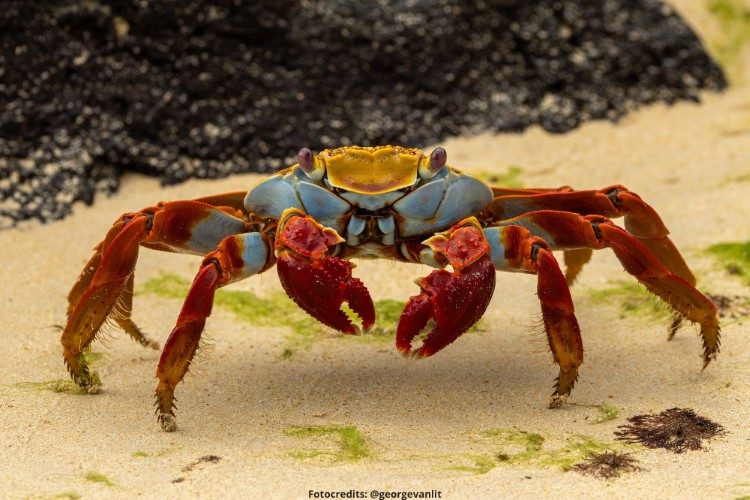 sally lightfoot krab