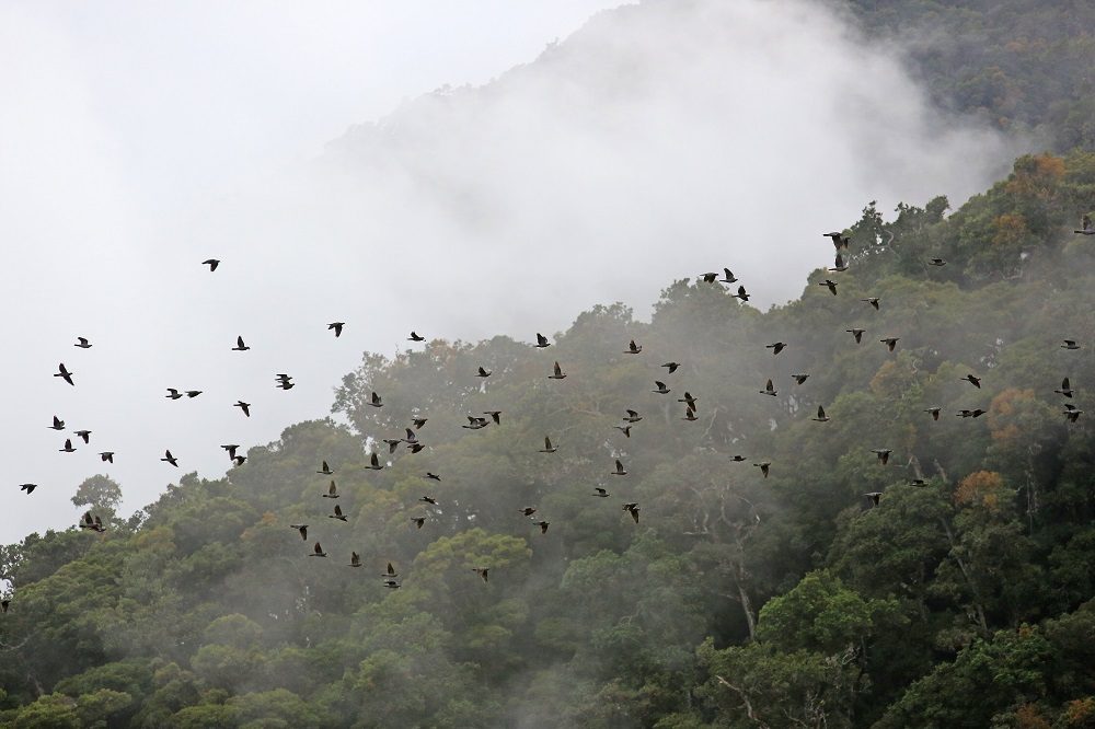 san gerardo de dota vogels san gerardo de dota vogels
