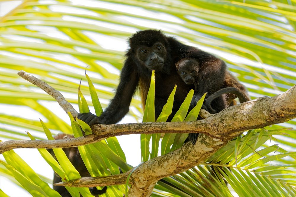 schiereiland Osa rondreis Panama en Costa Rica