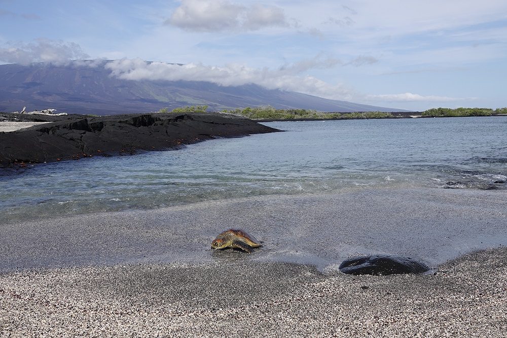 schildpad Galapagos 1 schildpad Galapagos 1