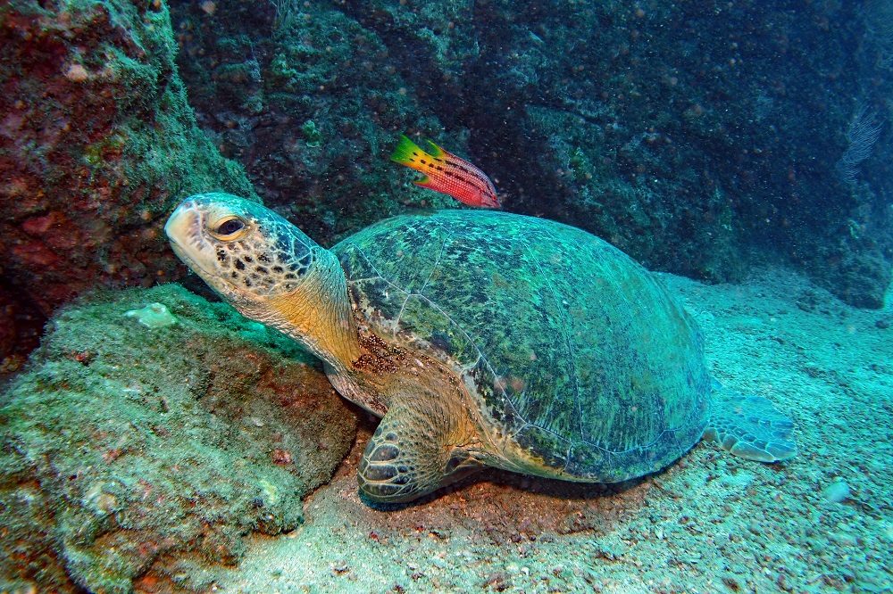 schildpad cano island