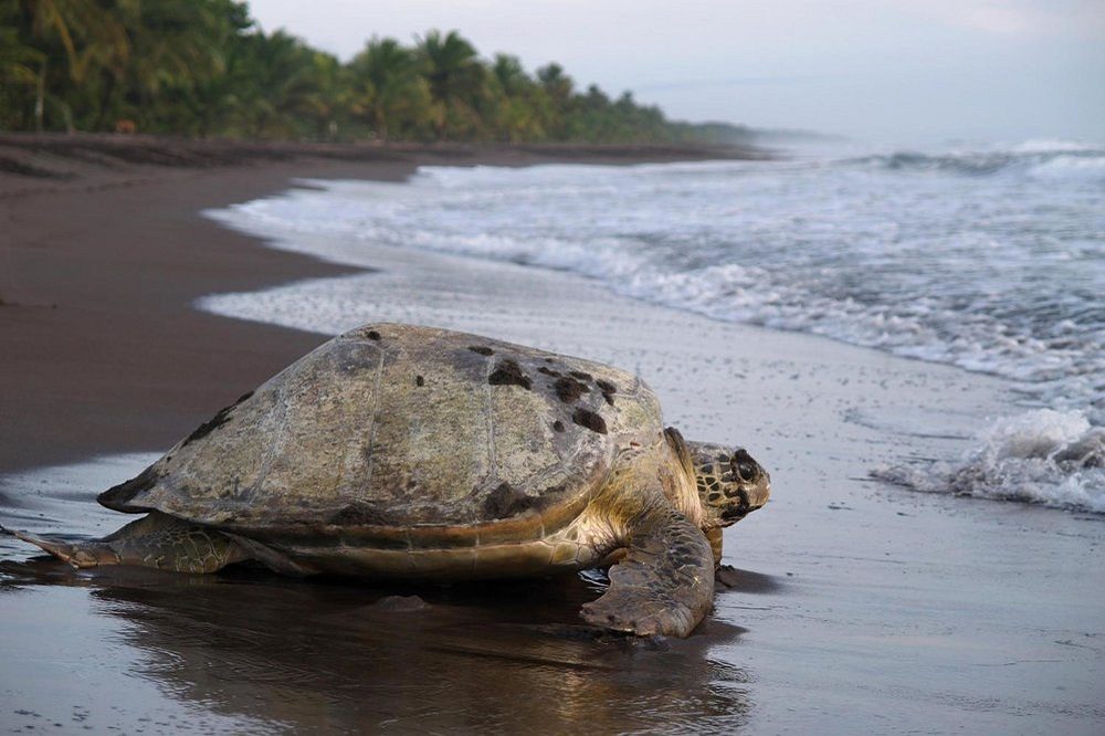 schildpad tortuguero