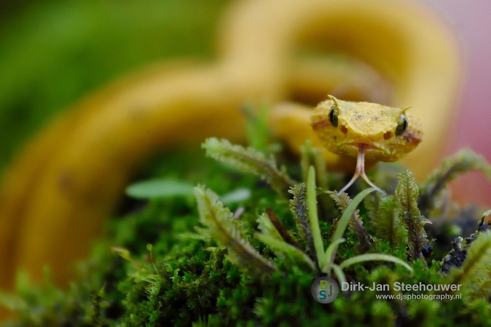 slang costa rica 1 slang costa rica 1