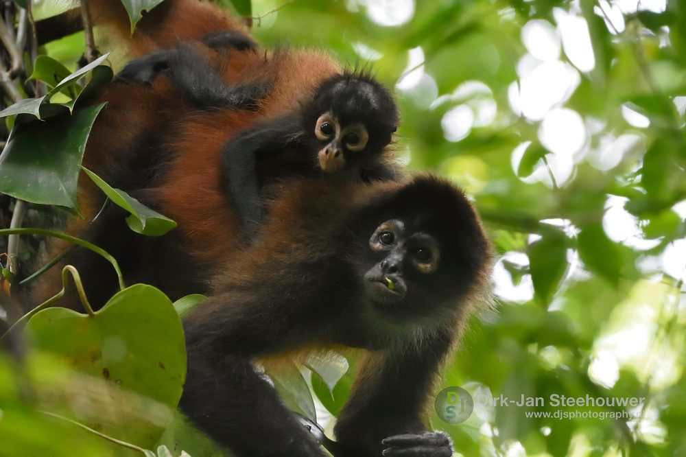 slingerapen costa rica slingerapen costa rica