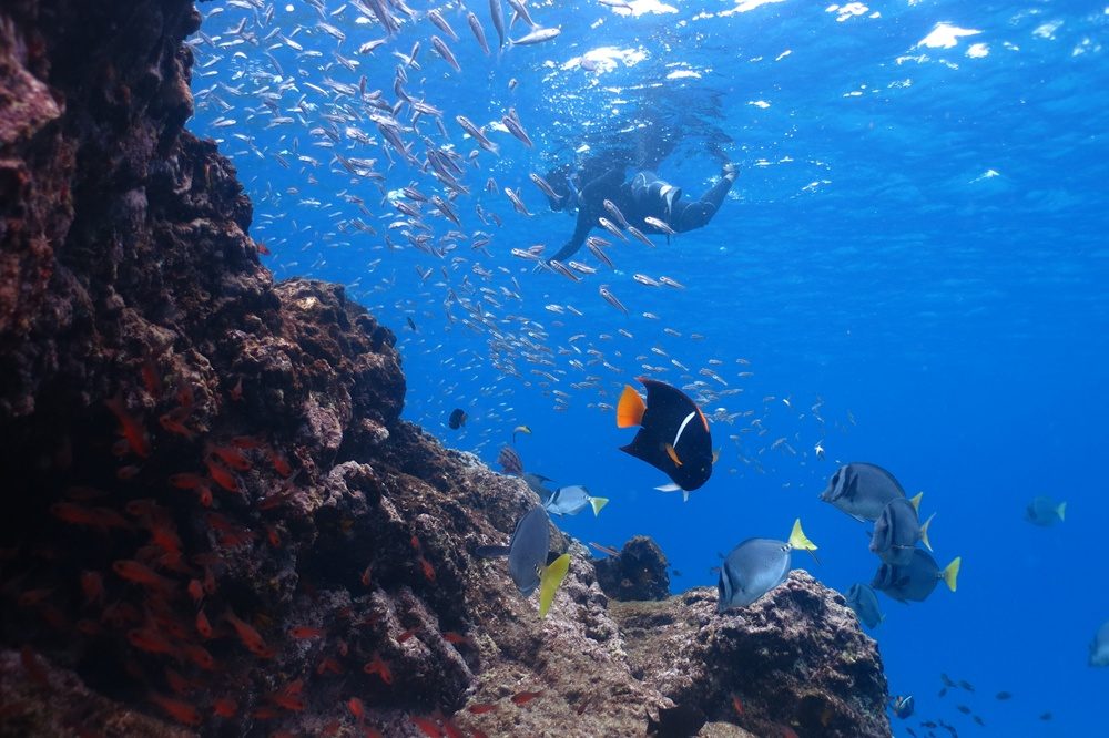 snorkelen galapagos snorkelen galapagos