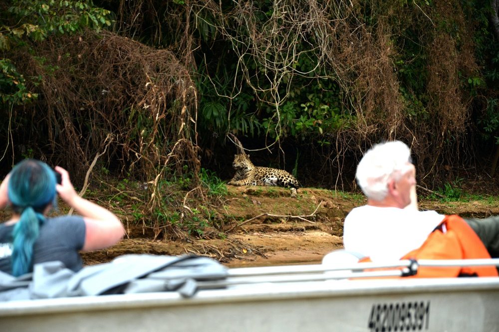 spotten naar de jaguar
