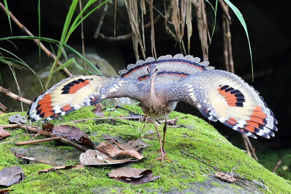 sunbittern turrialba