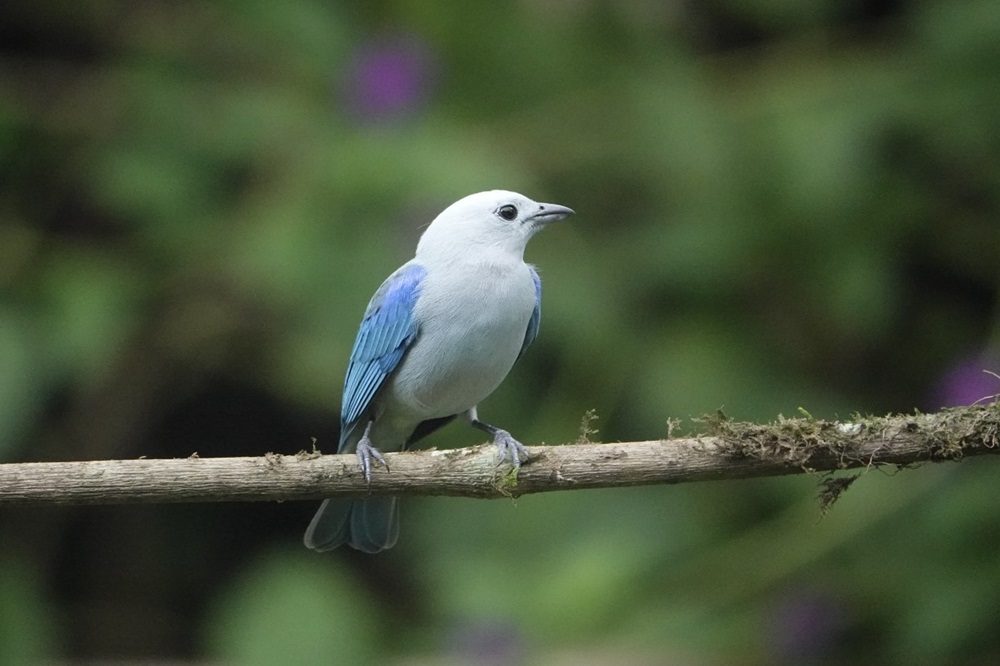 tanager elise