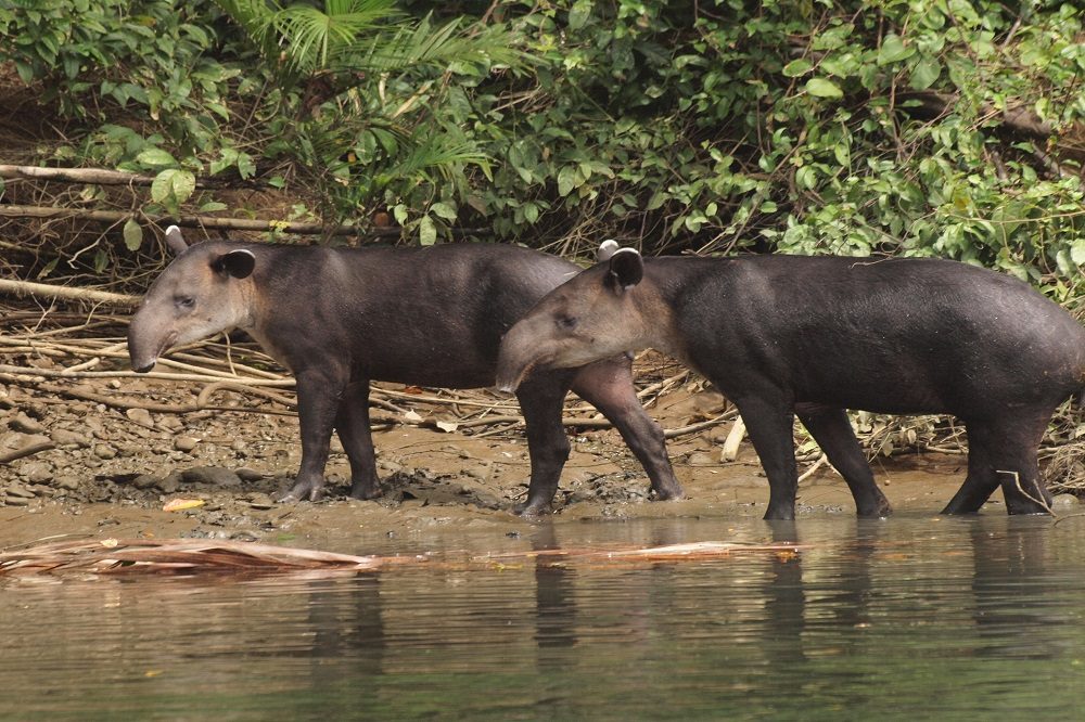 tapirs nationaal park corcovado 2 tapirs nationaal park corcovado 2
