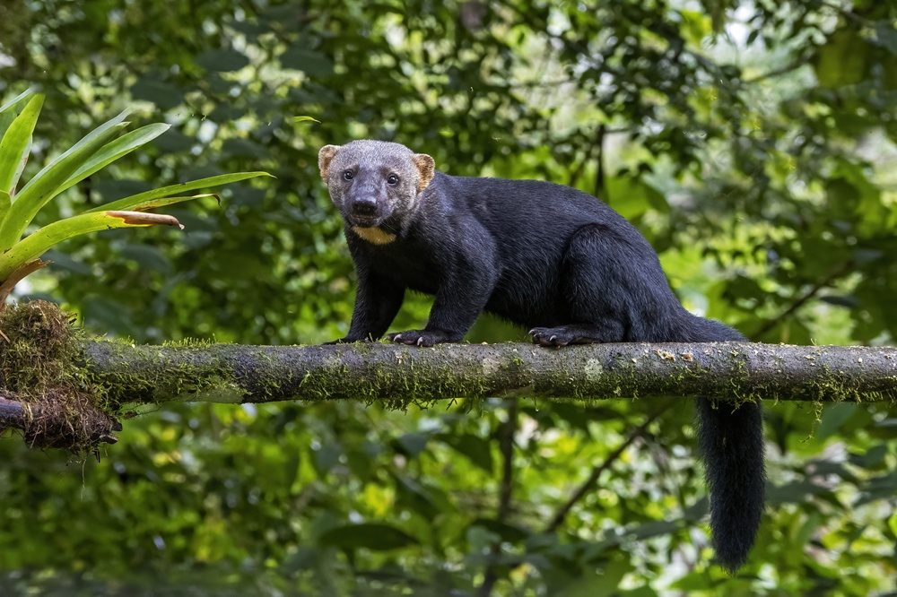 tayra ecuador