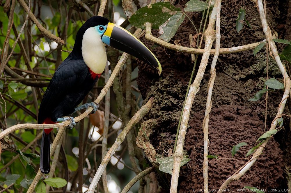 toekan ecuador amazone