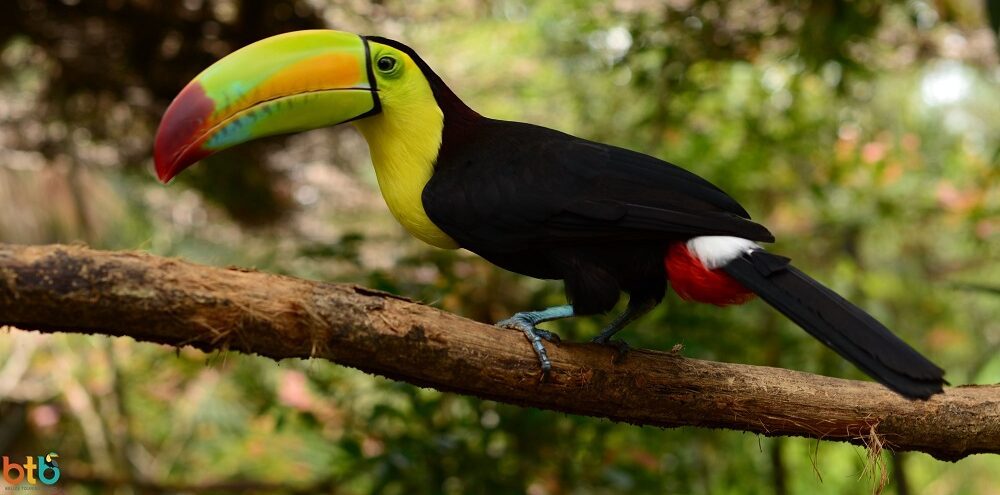 toekan familiereis belize toekan familiereis belize