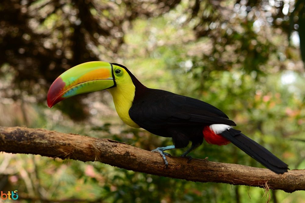 toekan familiereis belize