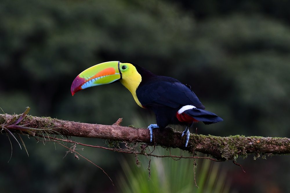 toekan fotoreizen toekan fotoreizen