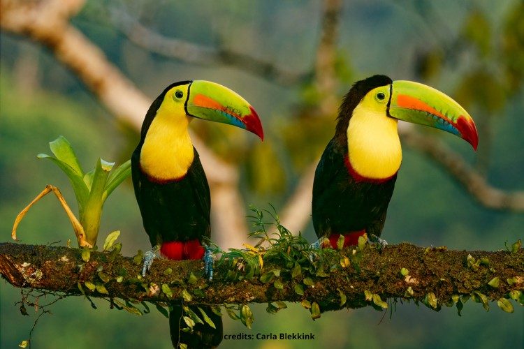 toekans costa rica 4 toekans costa rica 4