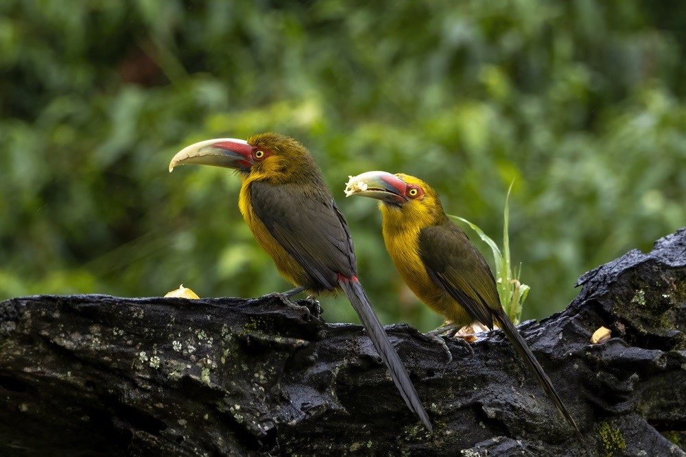 toekans in de pantanal toekans in de pantanal