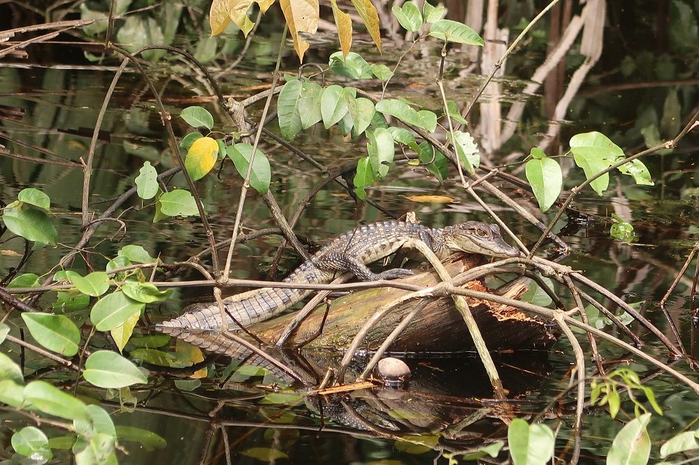 tortuguero kaaiman