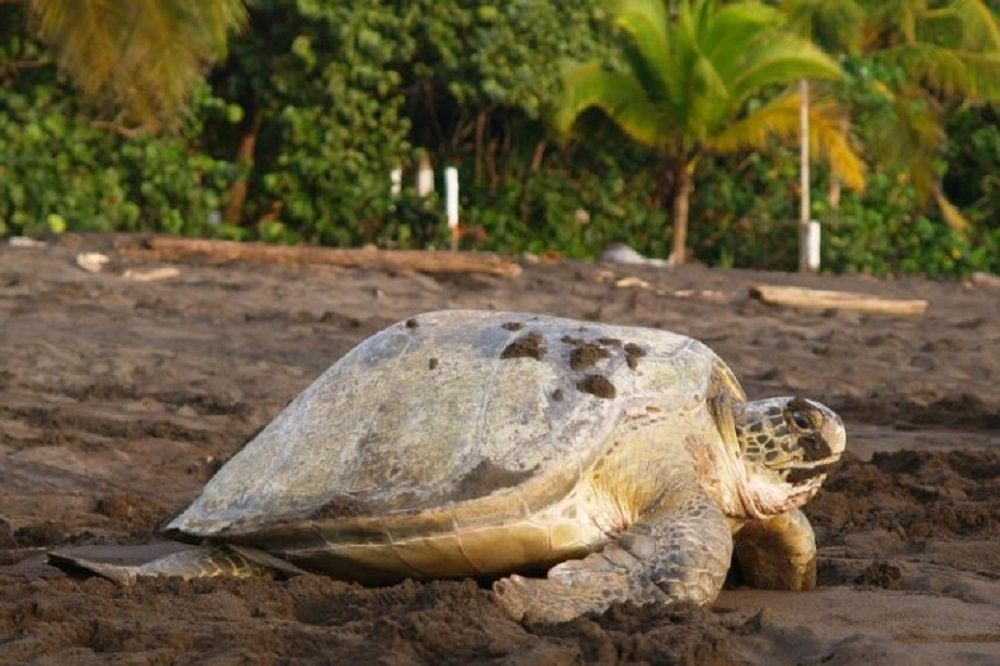 tortuguero schildpad costa rica