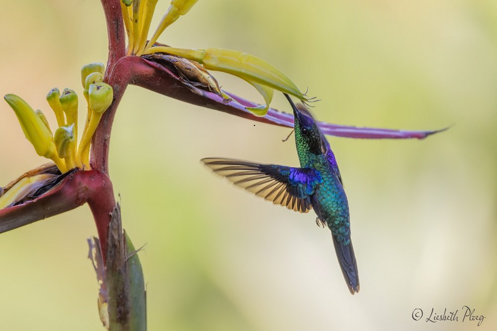Kolibrie Colombia