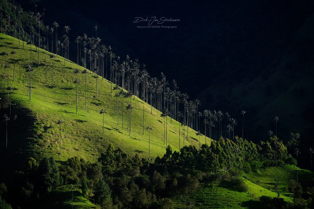 valle de cocora colombia