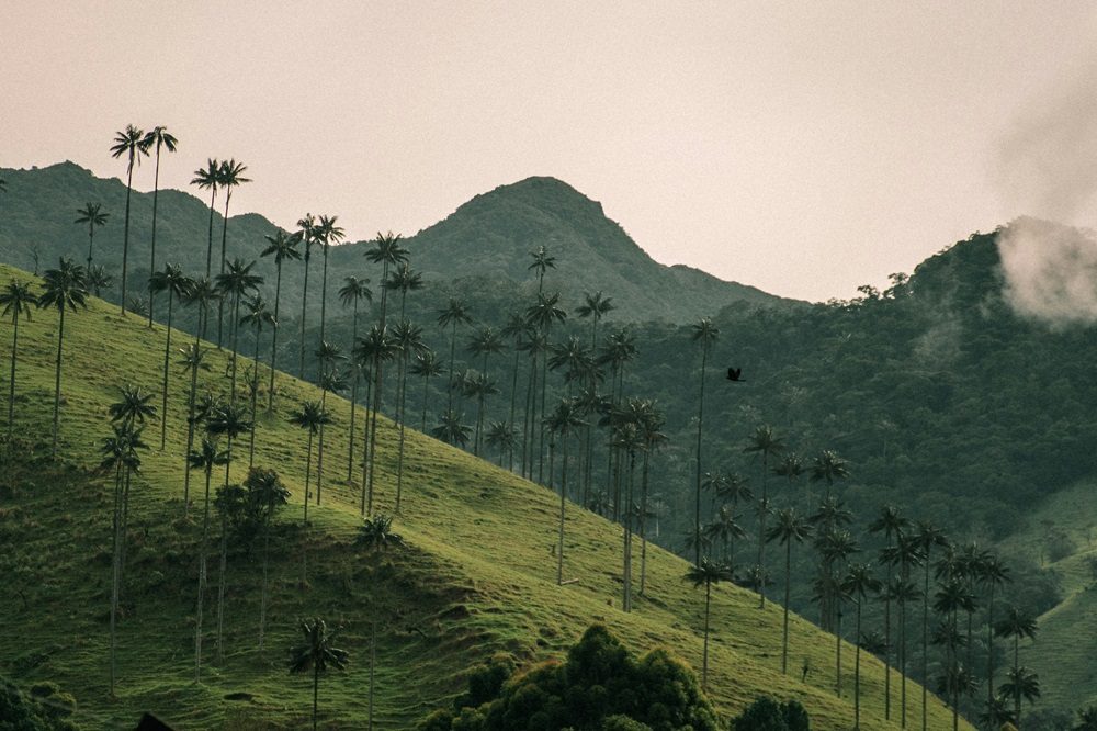 valle de cocora luxe reis colombia