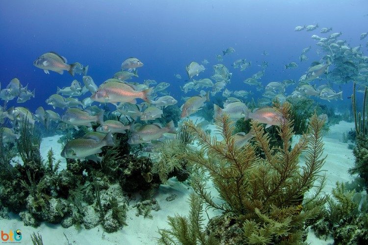 vissen belize