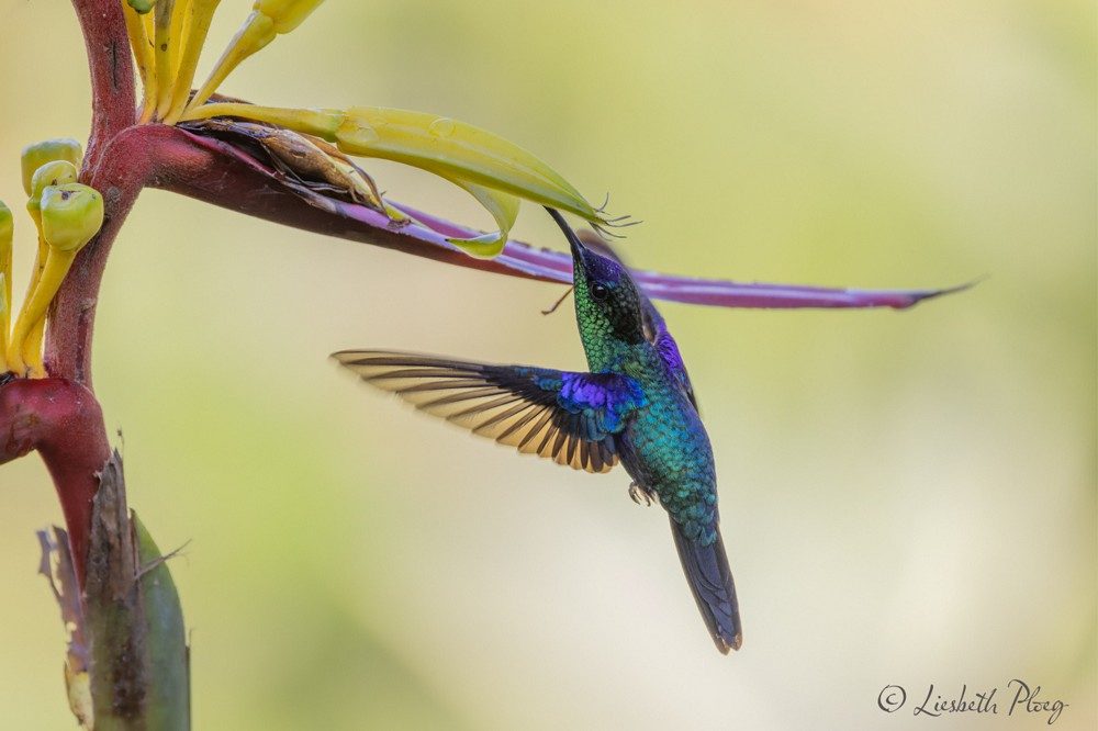 vogel colombia fotoreis