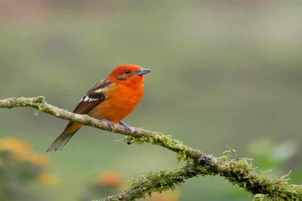 vogel costa rica