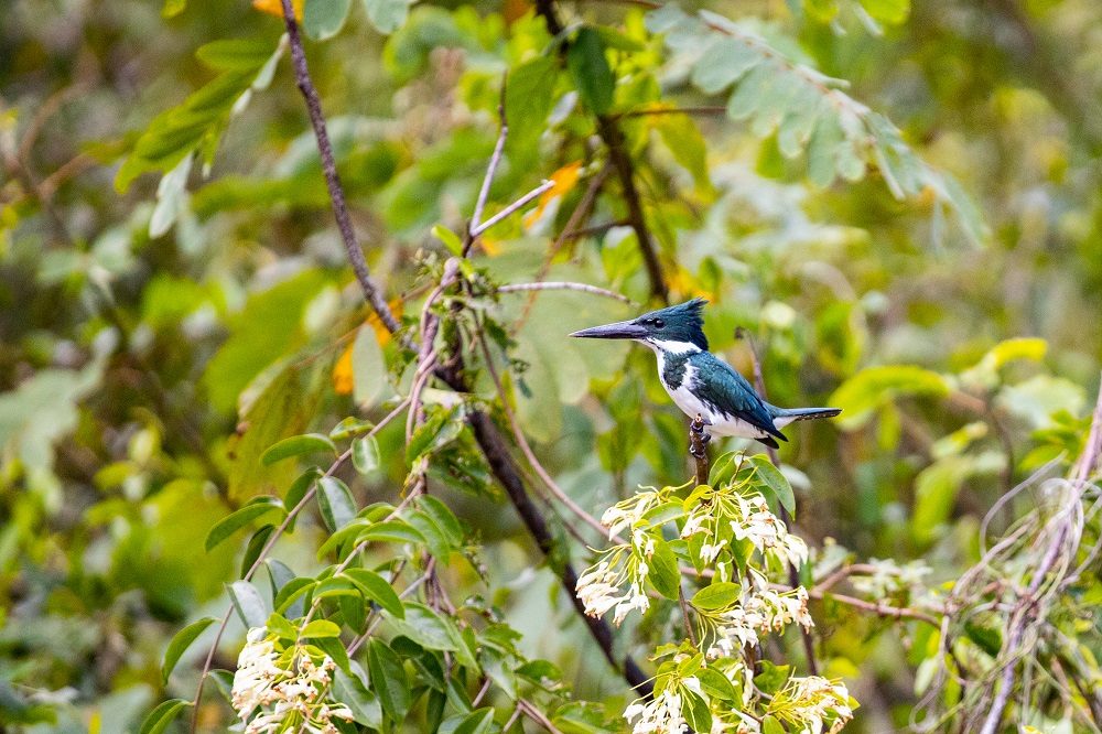 vogel palo verde