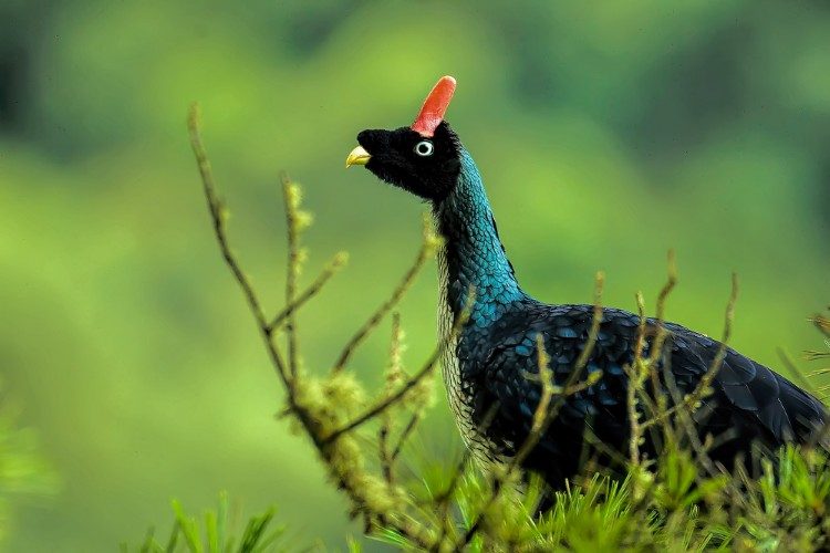 vogelreis guatemala Horned Guan  Volcan San Pedro Lake Atitlan