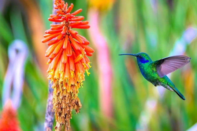 vogelreis guatemala Mexican Violetear Todos Santos Cuchumatan