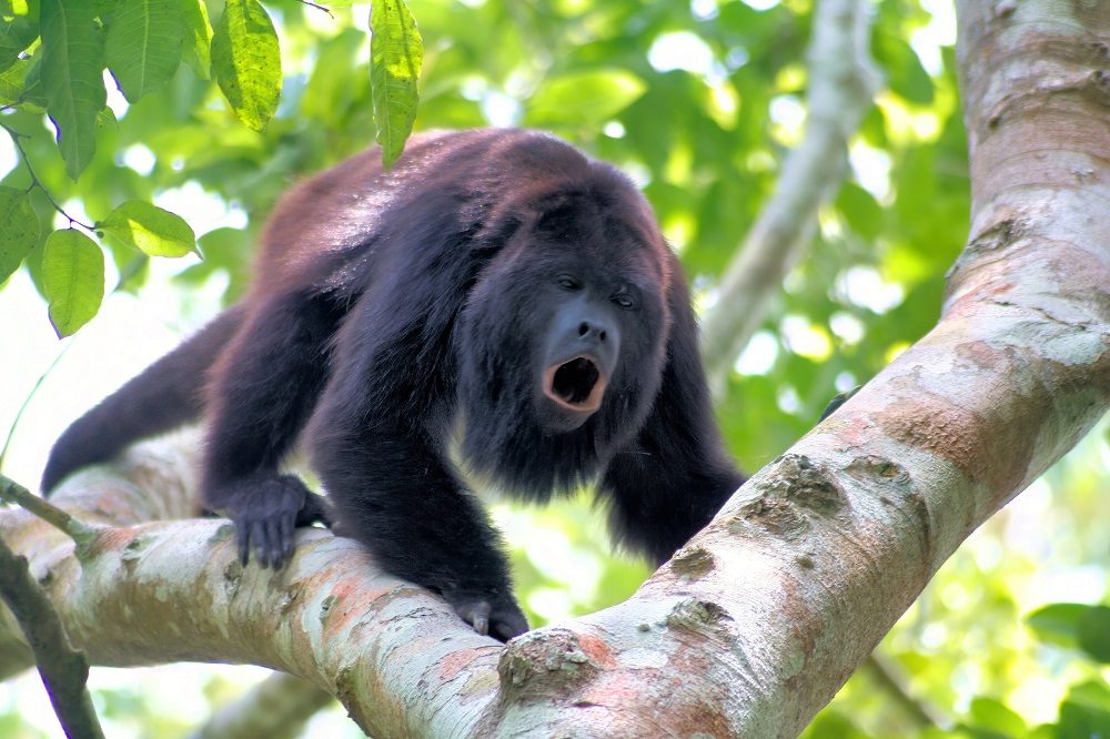 vogelreis guatemala brulaap guacamayas station vogelreis guatemala brulaap guacamayas station