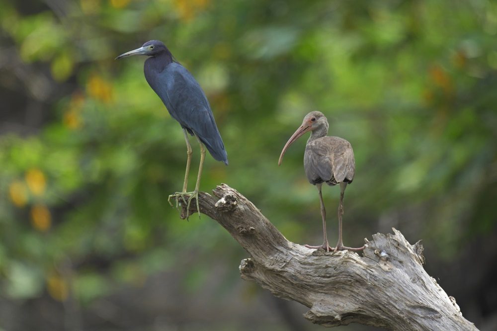 vogels Costa Rica