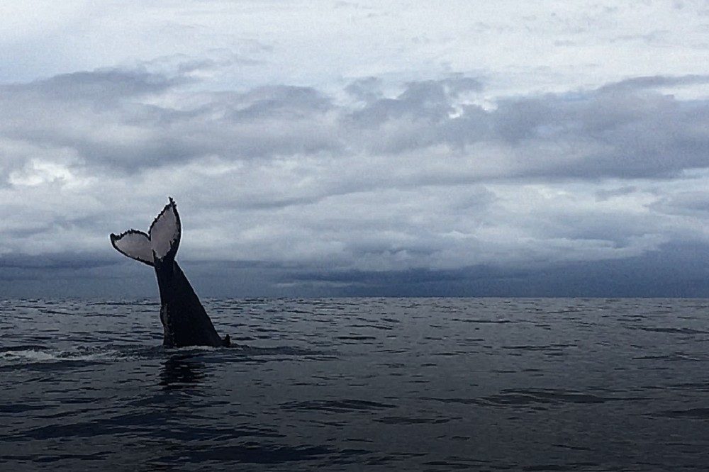 walvis lieke walvis lieke