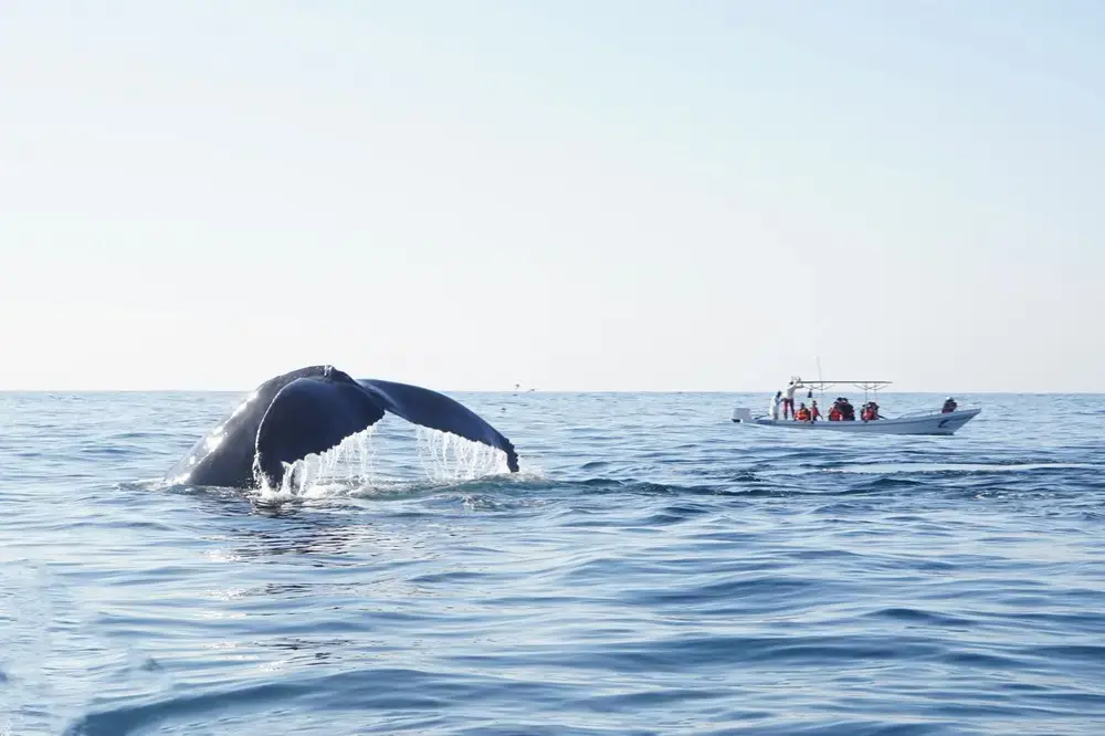 walvis oaxaca mexico jpg