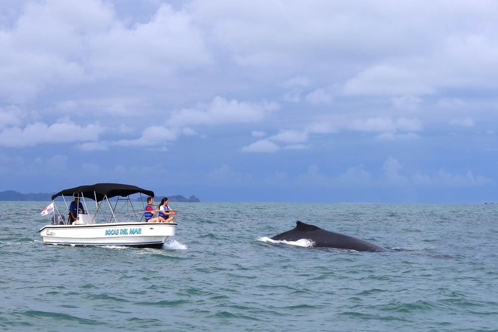 walvissen boca chica