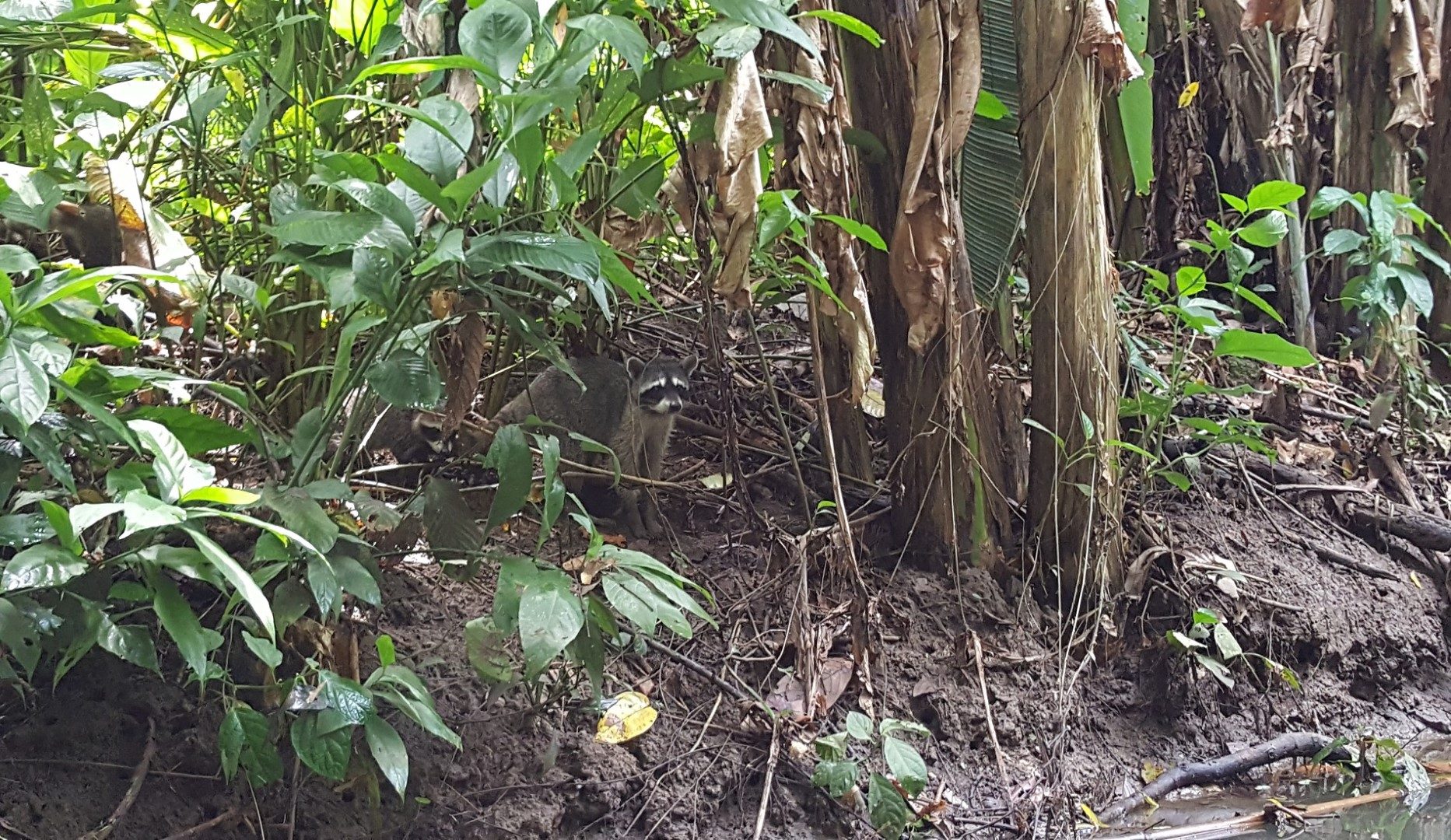 wasbeer caribische kust wasbeer caribische kust