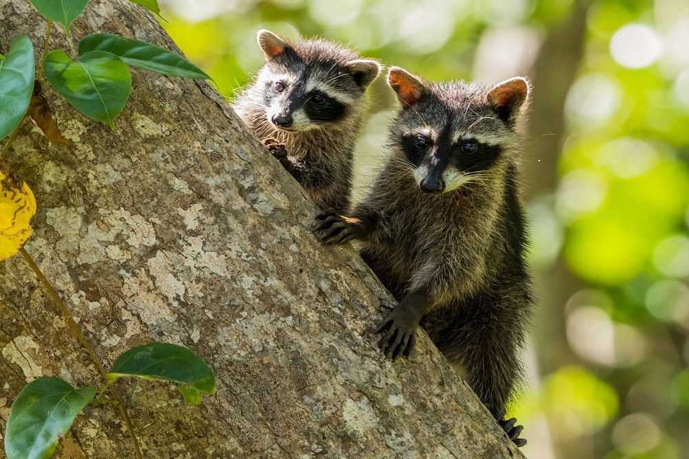 wasberen manuel antonio