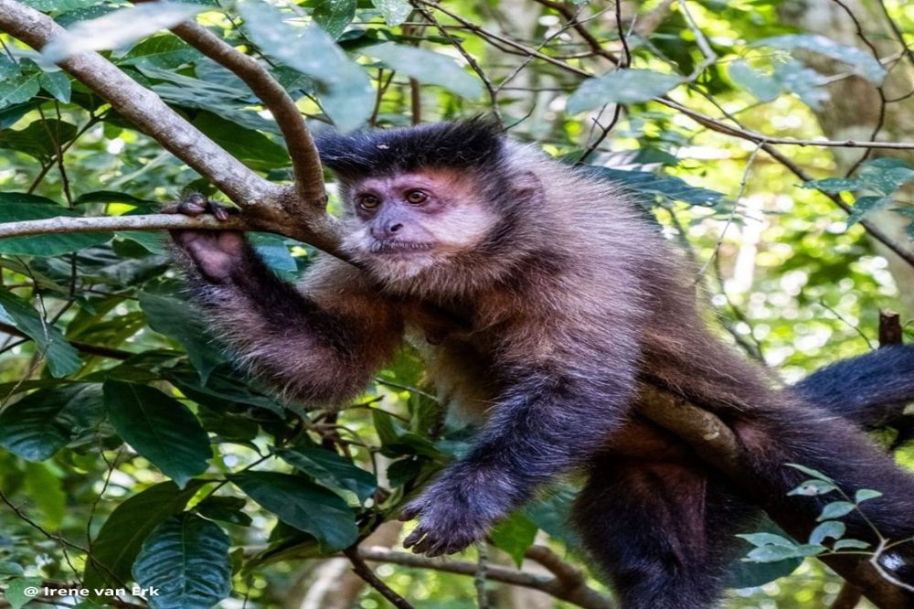 wildlife Iguazú