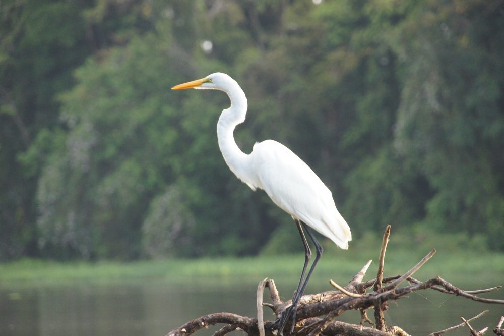 witte reiger cano negro vogelreis costa rica