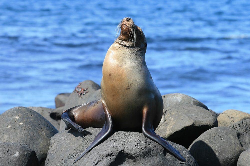 zeeleeuw eilandhoppen galapagos eilanden 1 zeeleeuw eilandhoppen galapagos eilanden 1